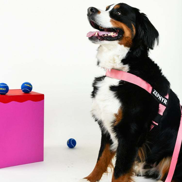 Adjustable Dog Harness - Pink