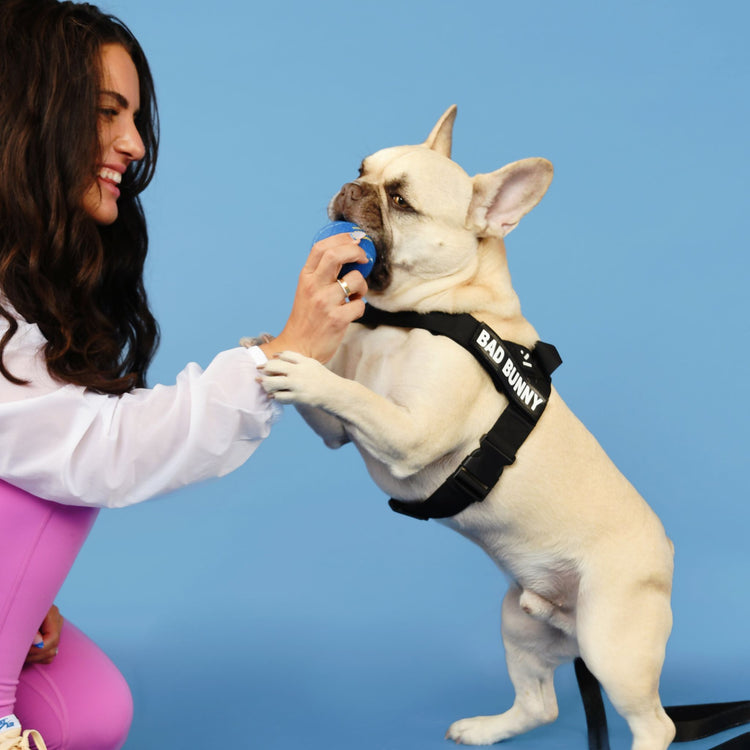 Adjustable Dog Harness - Black