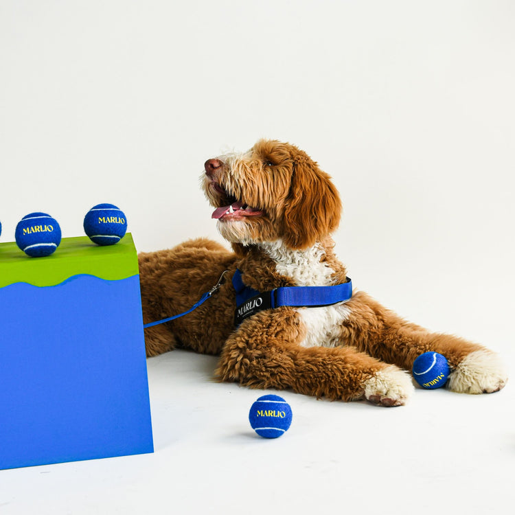 Adjustable Dog Harness - Royal Blue