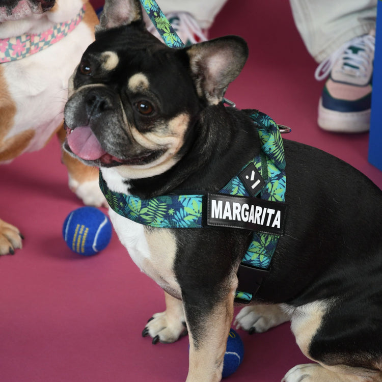 Adjustable Dog Harness - Tropical