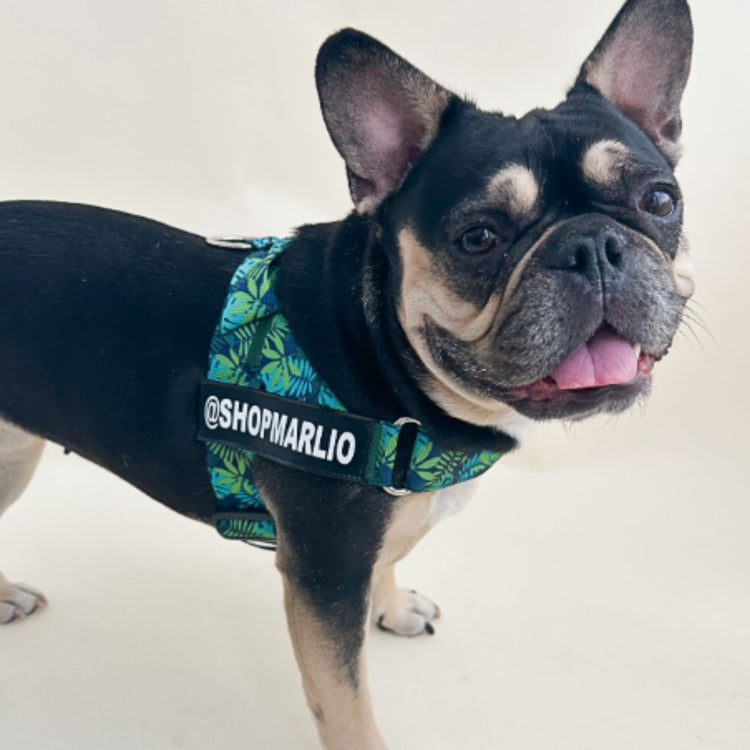 Adjustable Dog Harness - Tropical