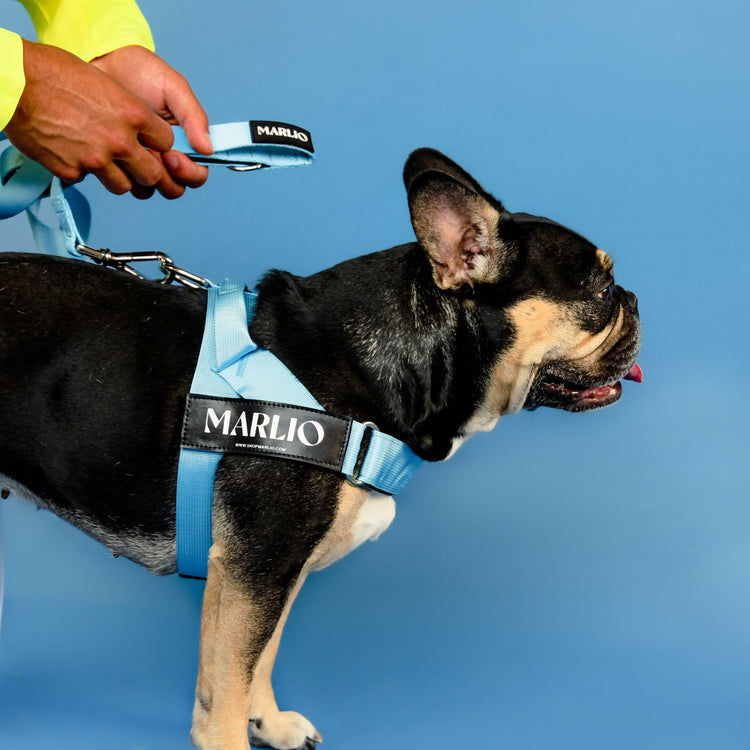 Sky Blue Dog Harness and Leash Bundle