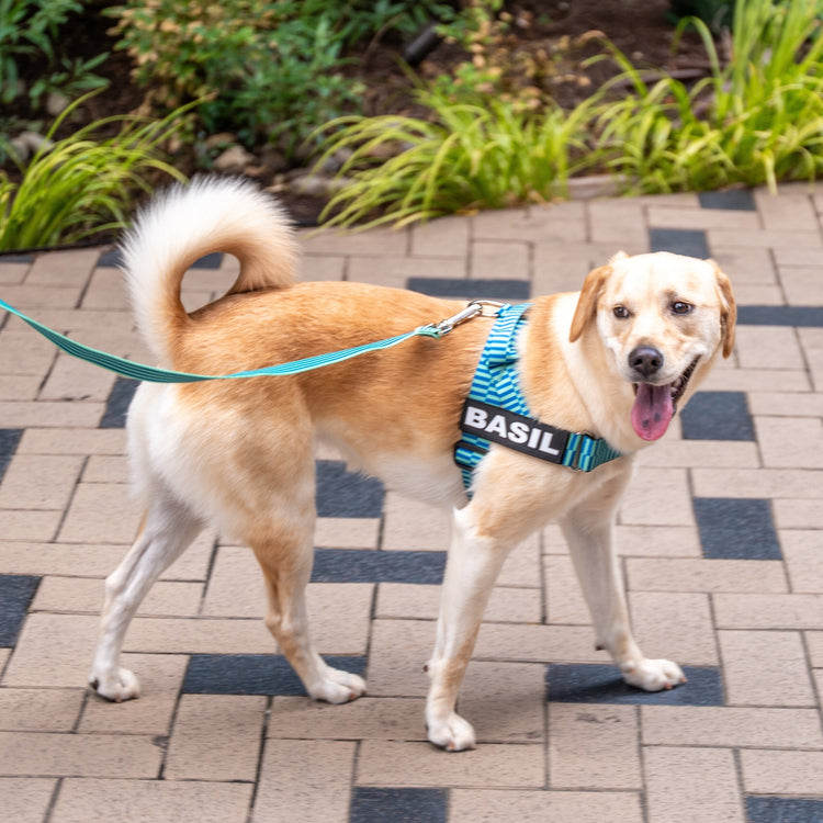 Adjustable Dog Harness - Cool Stripe