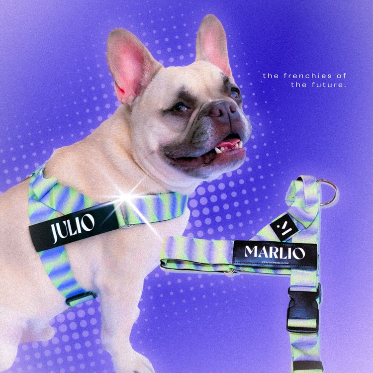 Y2K Dog Harness and Leash Bundle