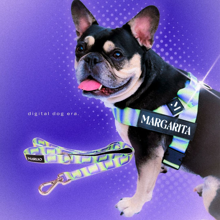 Y2K Dog Harness and Leash Bundle