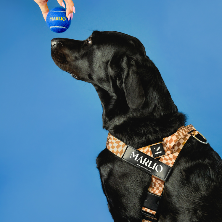 black dog looking playfully at a blue tennis ball while wearing a checkered dog harness