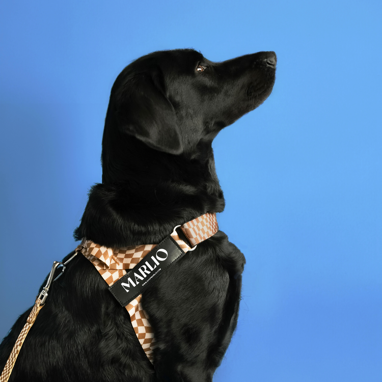 black dog wearing the Marlio groovy checkered dog harness