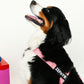 Pink Dog Harness and Leash Bundle