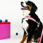 Pink Dog Harness and Leash Bundle
