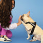 Black Dog Harness and Leash Bundle
