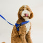 Royal Blue Dog Harness and Leash Bundle