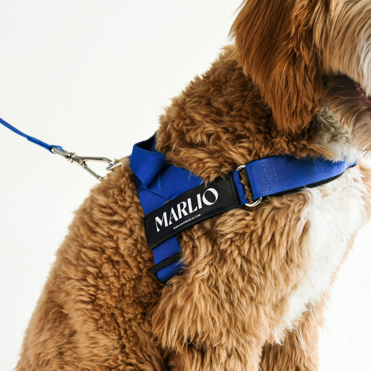 Adjustable Dog Harness - Royal Blue