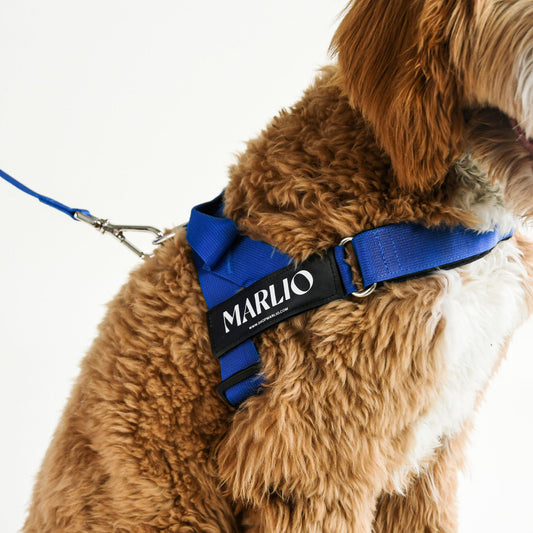 Royal Blue Dog Harness and Leash Bundle