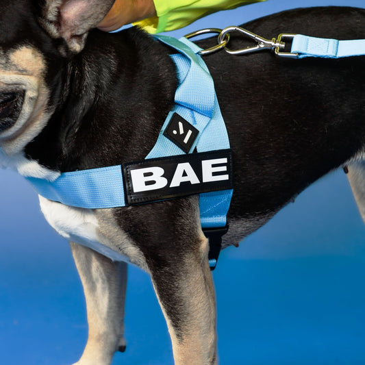 Adjustable Dog Harness - Sky Blue