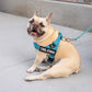 Cool Stripe Dog Harness and Leash Bundle