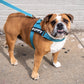 Cool Stripe Dog Harness and Leash Bundle