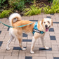 Cool Stripe Dog Harness and Leash Bundle