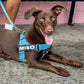 Cool Stripe Dog Harness and Leash Bundle