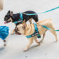 Cool Stripe Dog Harness and Leash Bundle