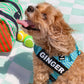 Cool Stripe Dog Harness and Leash Bundle