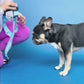 Royal Blue Dog Harness and Leash Bundle