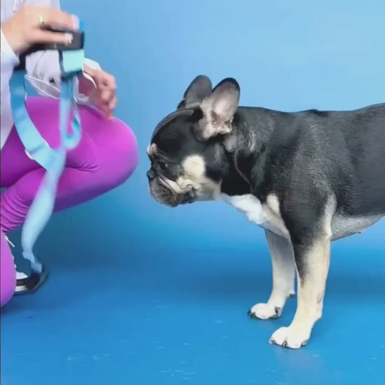 Tropical dog harness hotsell